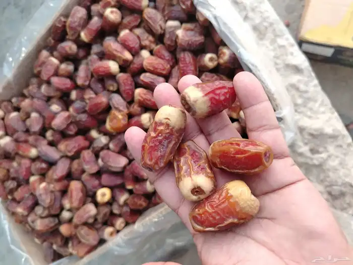 جثايث نقايل نخل للبيع جميع الأنواع 5