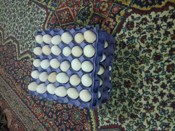 بيض بلدي 0