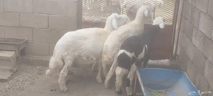 4 خرفان ذبايح 0