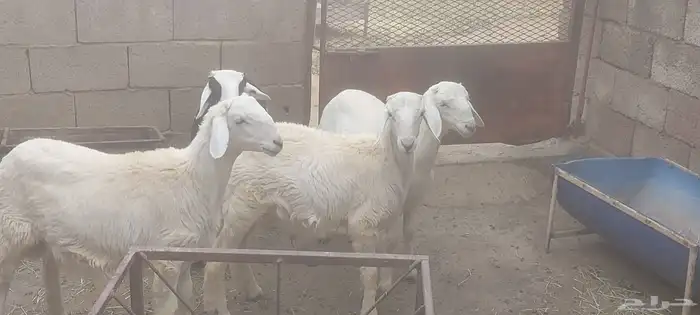 4 خرفان ذبايح 7