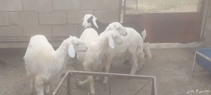4 خرفان ذبايح 6