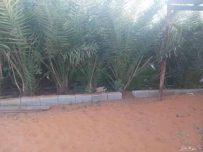 يوجد لدينا جميع انواع النخيل المثمرة وزينه ا 3