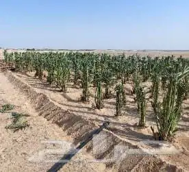 نقوم بقلع وغرس جميع انواع النخيل 0