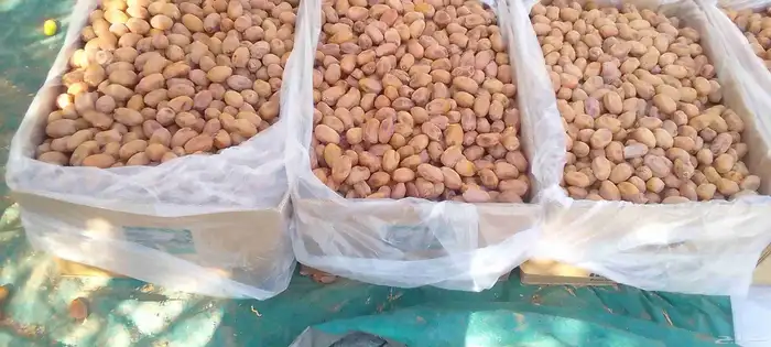 خلاص فاخر جامبو 2