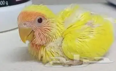 فرخ روز البينو روز لاتينو عيون حمر 0