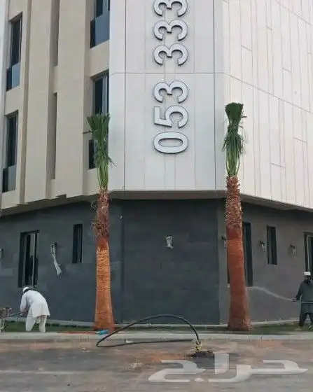 نخيل.للبيع 1