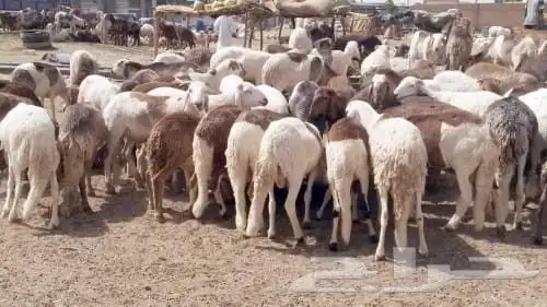 راعي غنم وراعي ابل من السودان 0