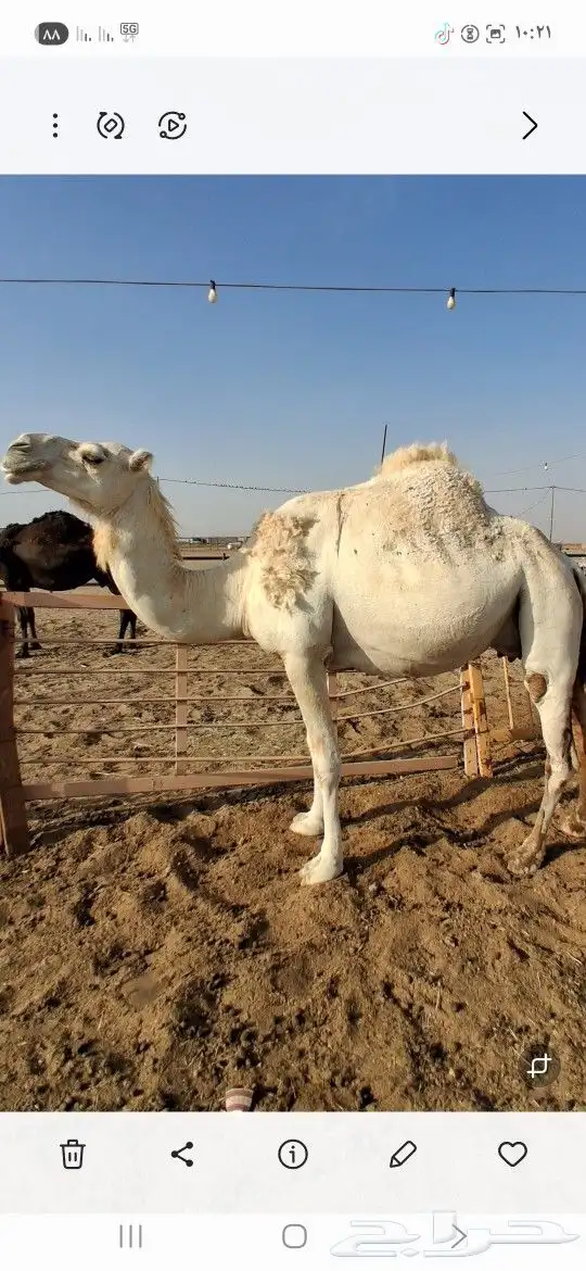 عشرا بولدها تصلح ضروبه والثانيه لقحه 0