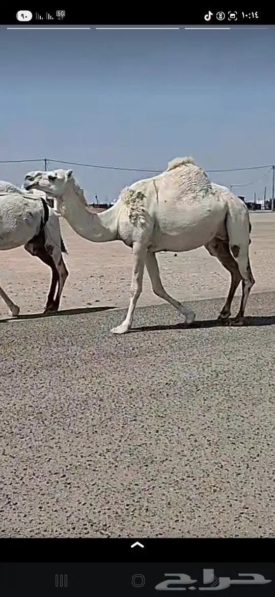 عشرا بولدها تصلح ضروبه والثانيه لقحه 2