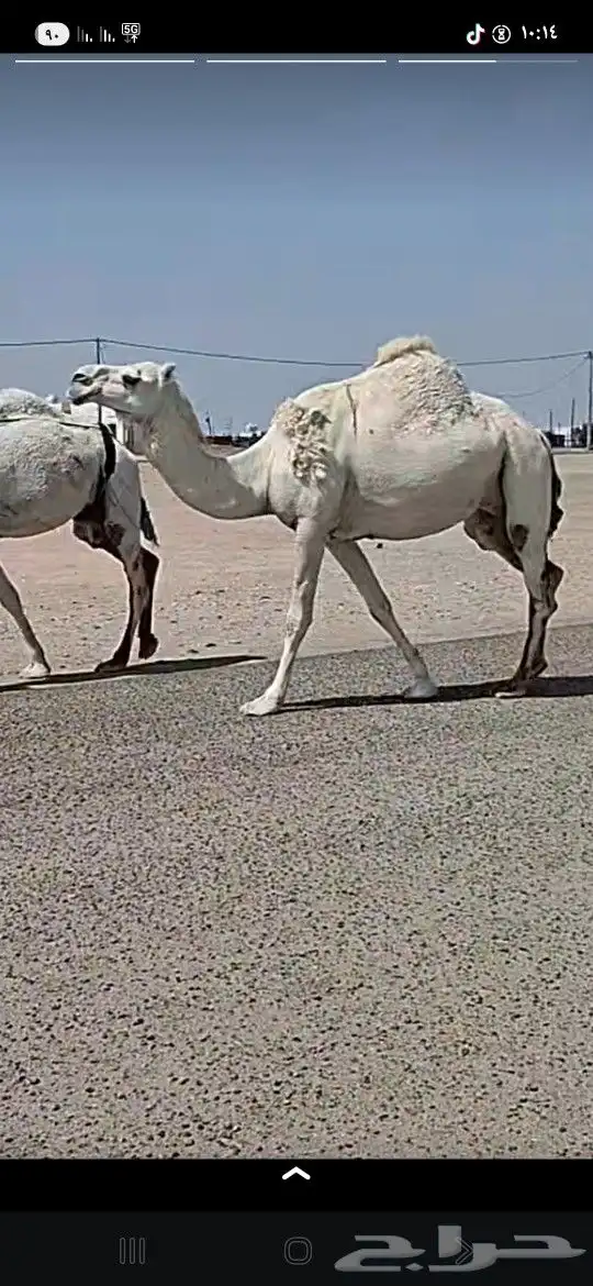 عشرا بولدها تصلح ضروبه والثانيه لقحه 1