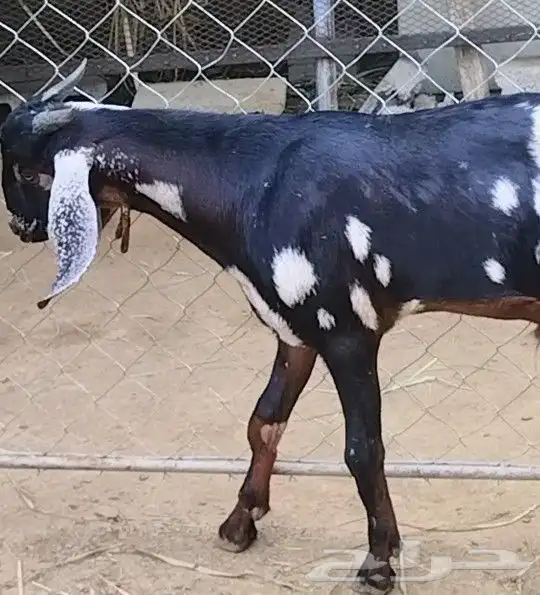 تيس فاخر مشروع فحل العمر 5 شهور 2