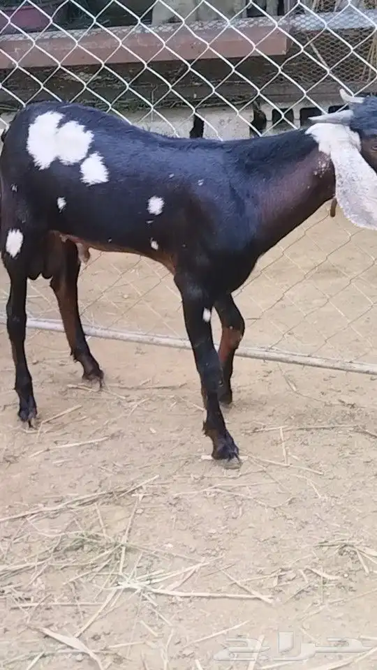 تيس فاخر مشروع فحل العمر 5 شهور 0