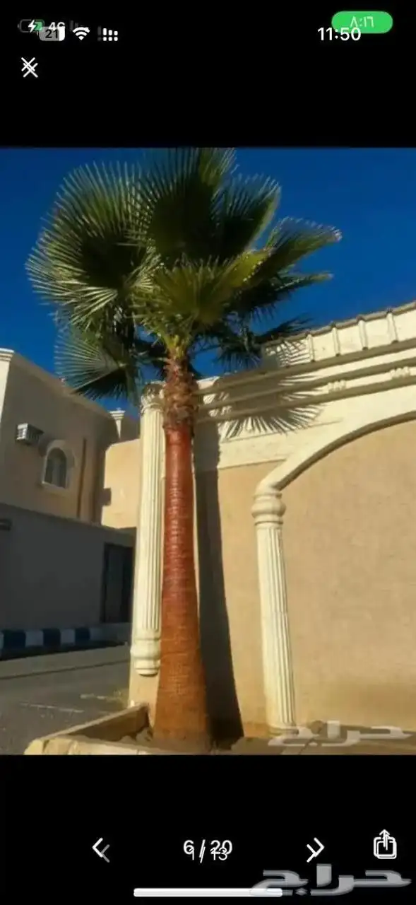 يوجد لدينا نخل واشنطني زينه امريكي بكل المقاسات وبسعار مناسب 1