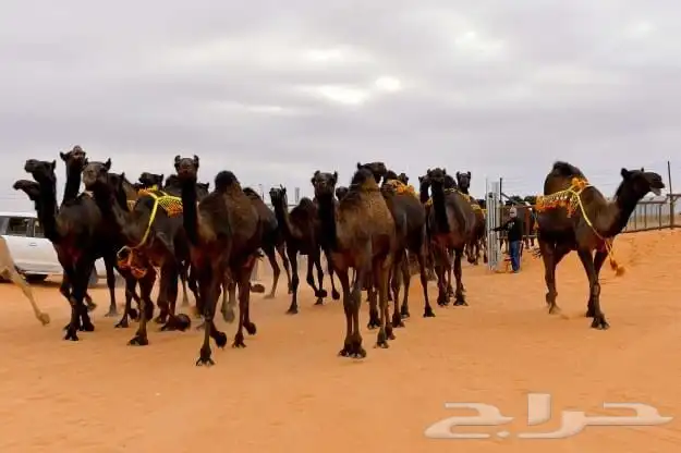 راعي غنم وراعي ابل من السودان 1