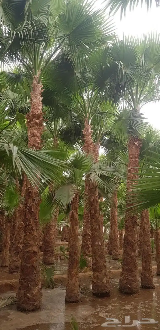 نخيل.واشنطنياءللبيع 2