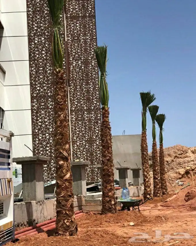 نخيل.للبيع 4