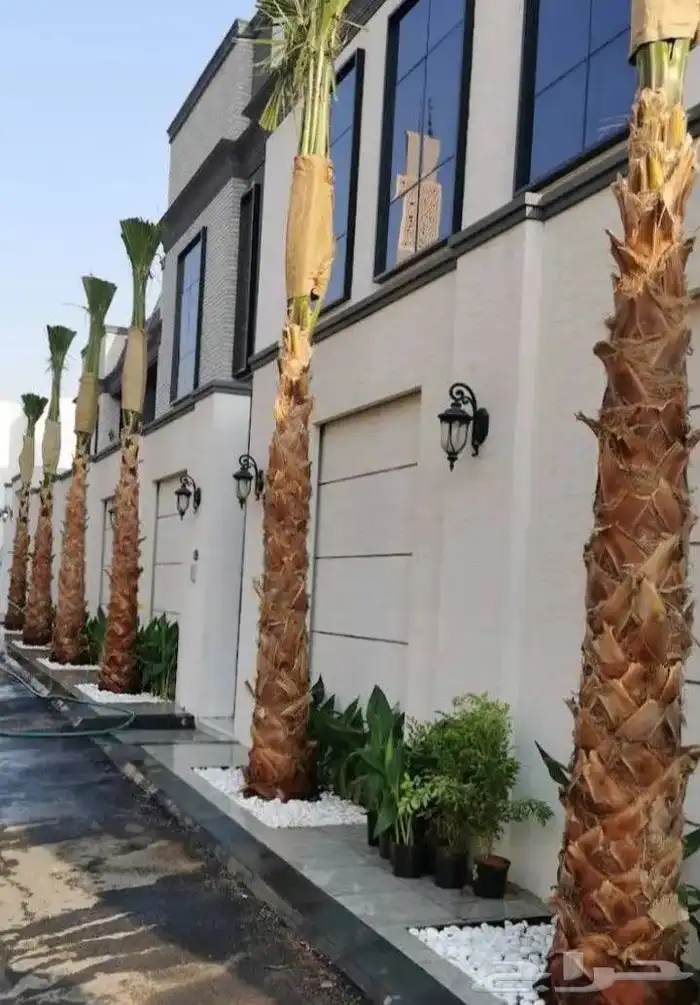 نخيل.واشنطنياءللبيع 6
