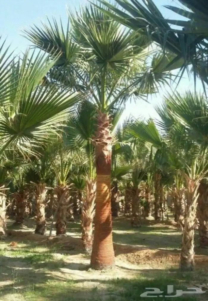 نخل مثمر للبيع سكري صقعي مجدول نخيل واشنطني عجوه خضري عنبر 7