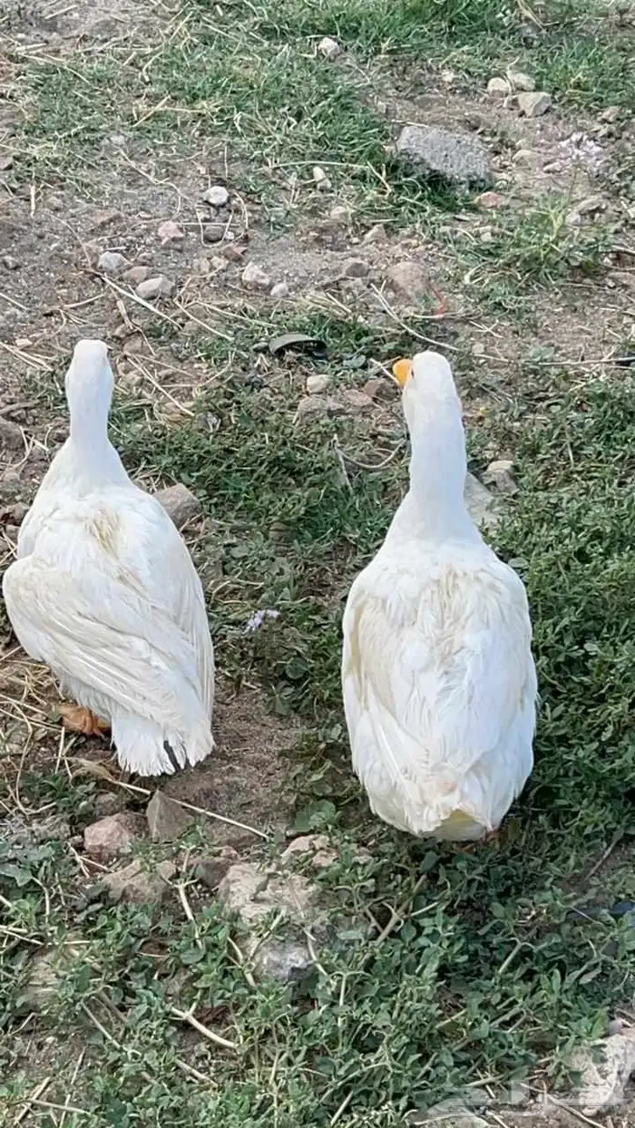 بطط 1