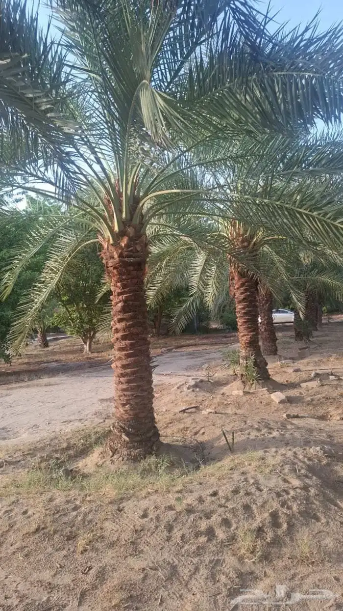 نخل للبيع جده مكه بجميع المقاسات 2