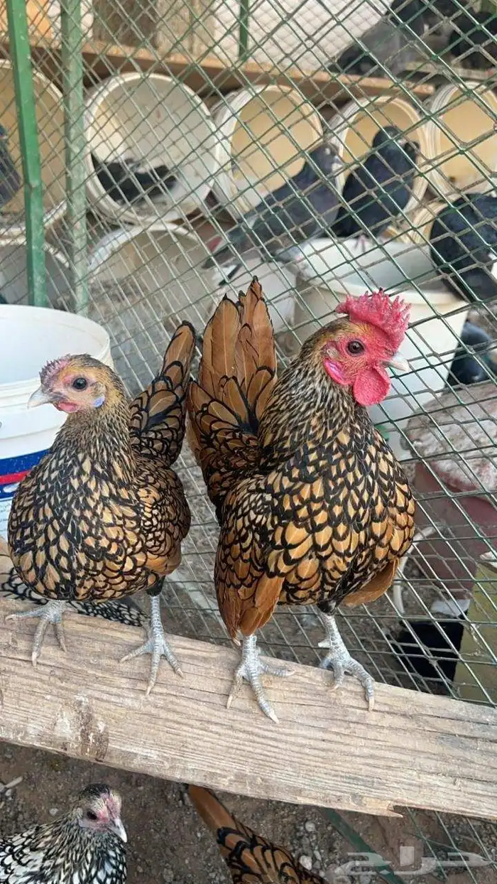 صوص سبرايت تم البيع 5