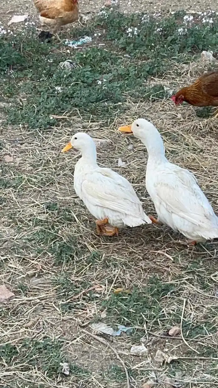 بطط 3