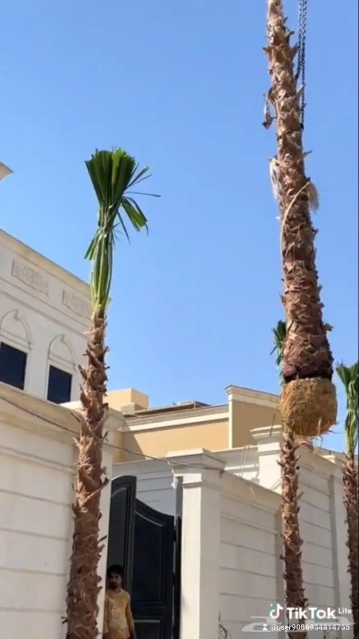 نقوم بقلع وغرس وتوريد جميع انواع النخيل العربي والوشنطان 3