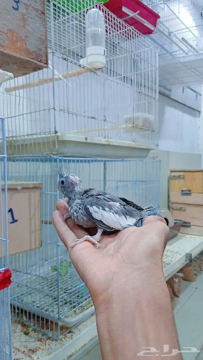 فرخين كروان للغر 0