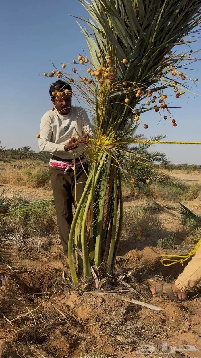 نخيل مجذر صقعي سكري مجدول 1