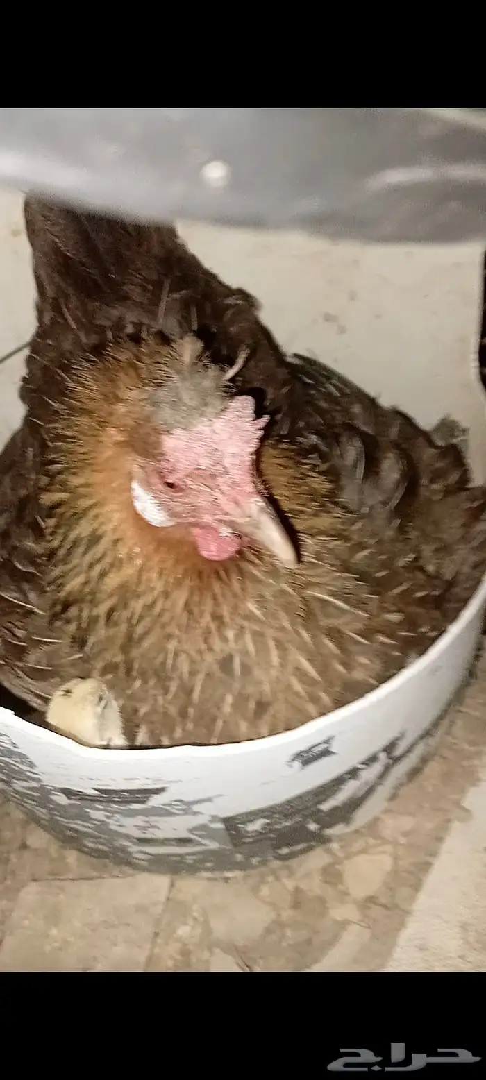 دجاج عربي اصيل 13