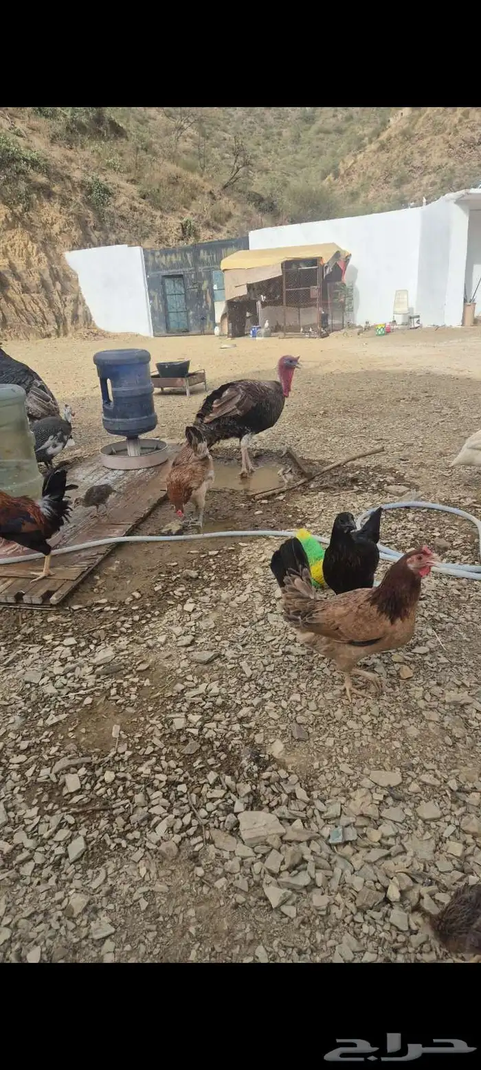 دجاج عربي اصيل 21