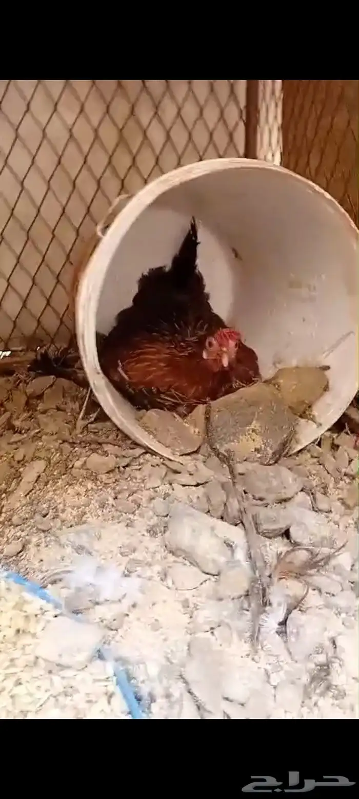 دجاج عربي اصيل 17