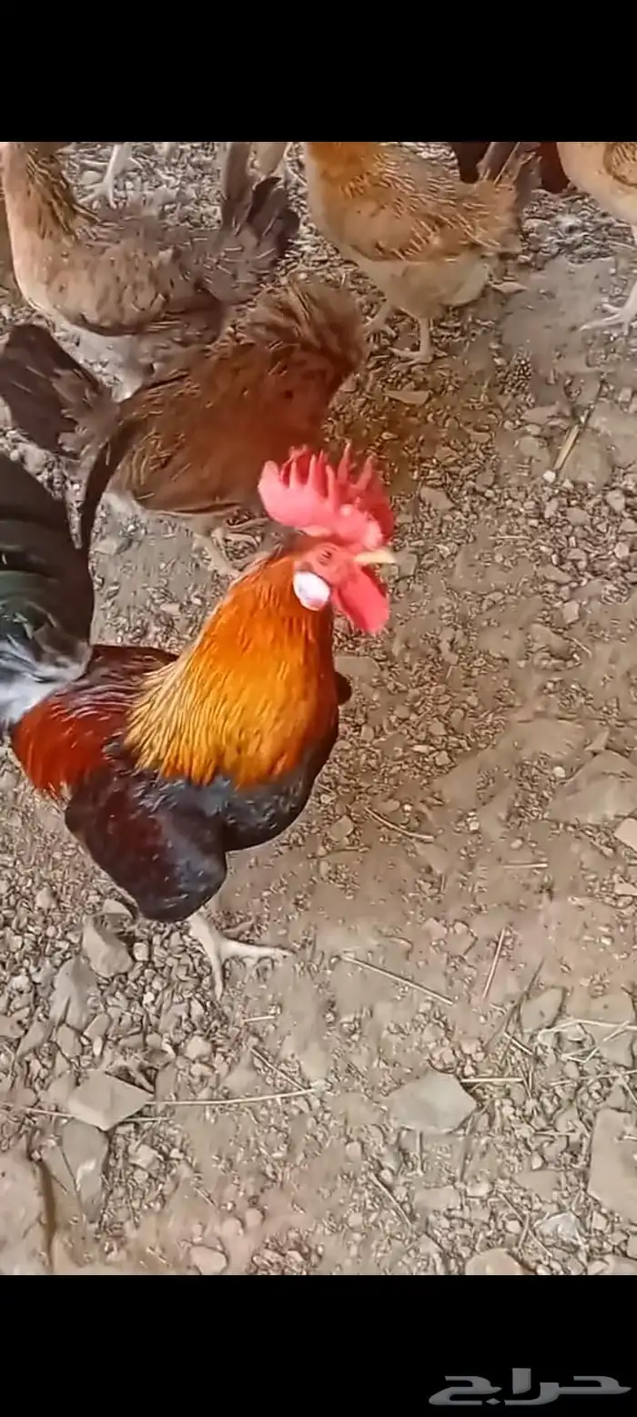 دجاج عربي اصيل 10