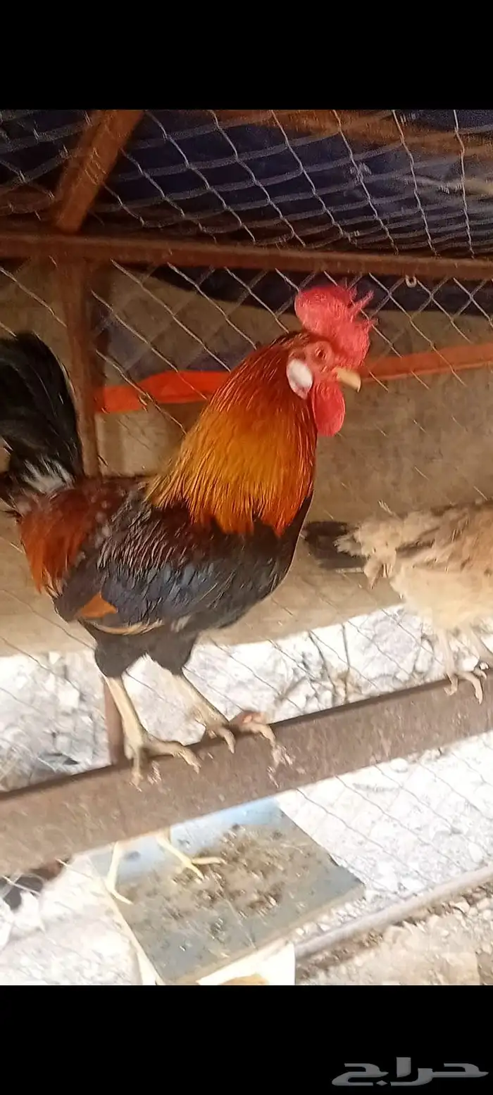 دجاج عربي اصيل 20