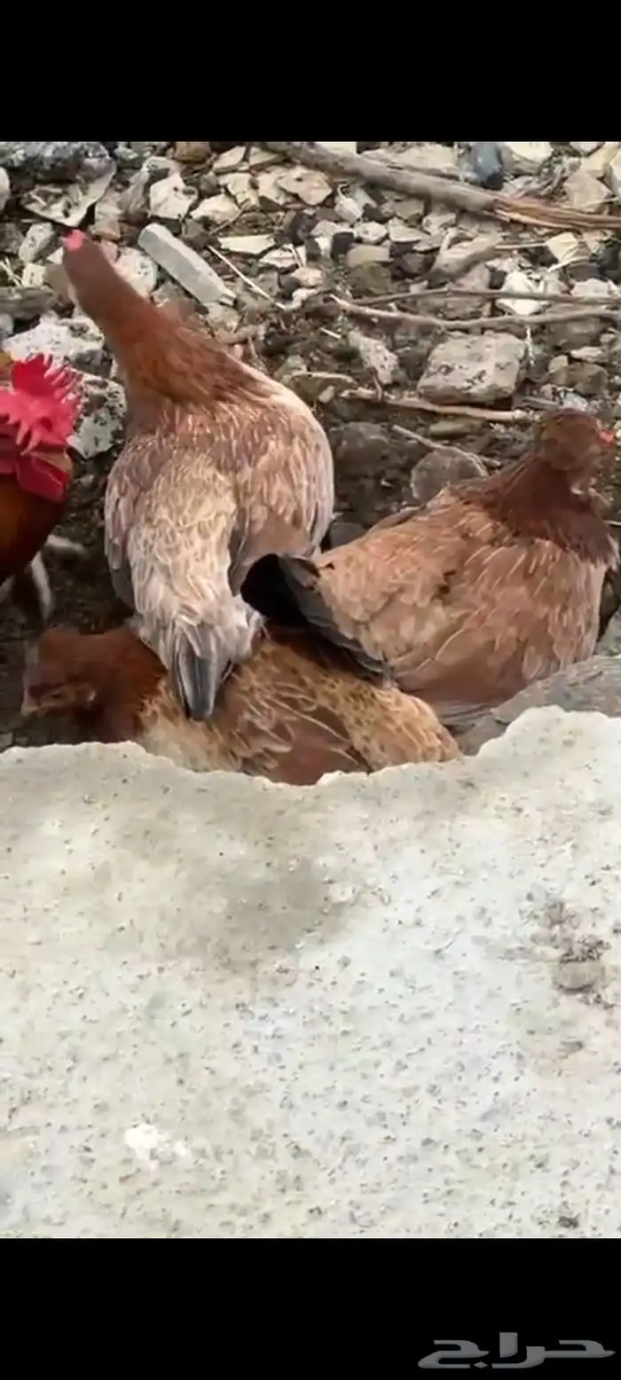 دجاج عربي اصيل 11