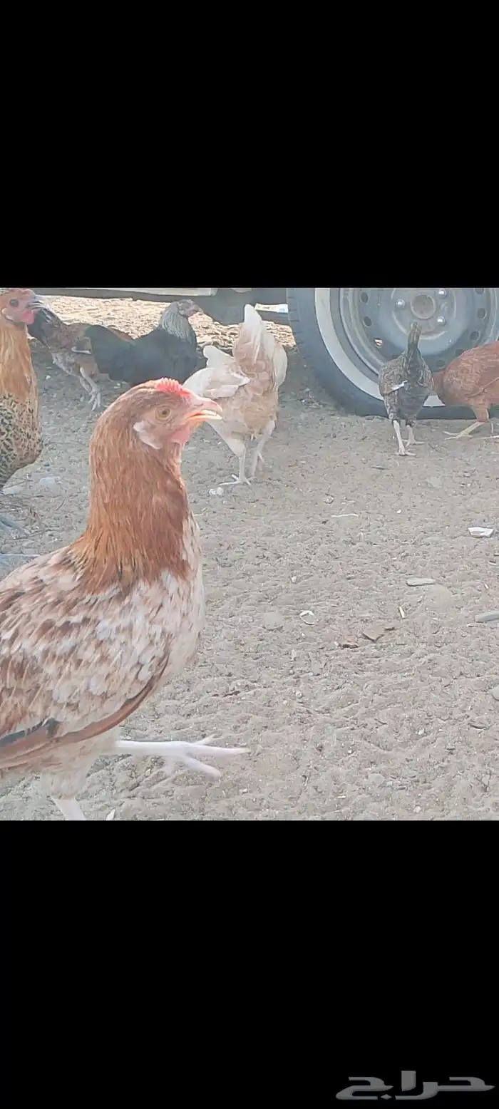 دجاج للبيع 7