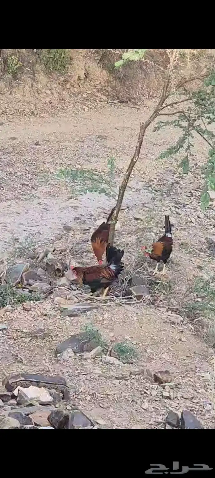 دجاج عربي اصيل 23