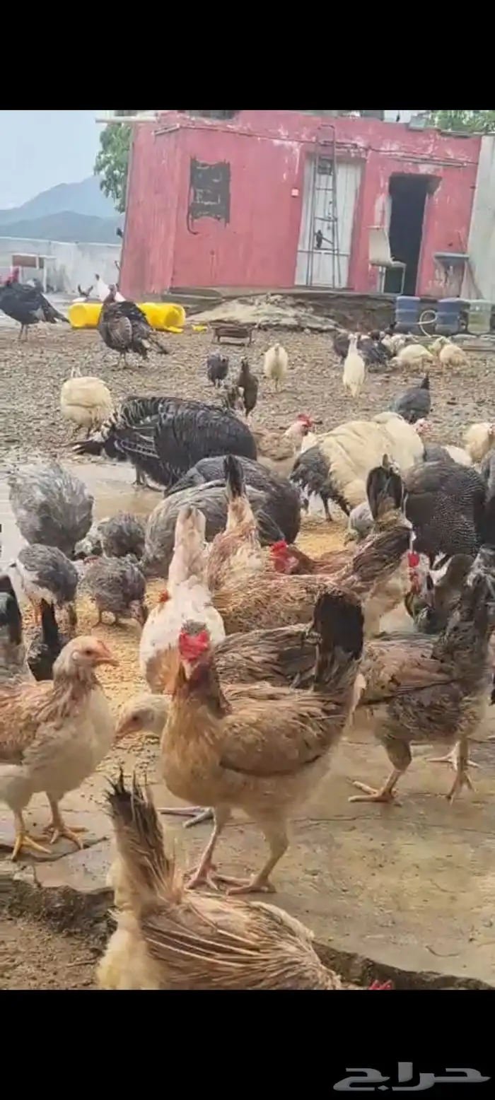 دجاج عربي اصيل 24