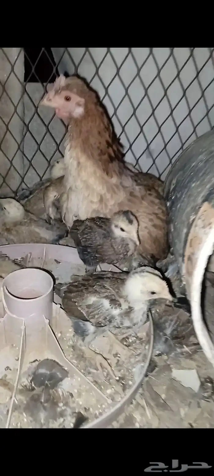 دجاج عربي اصيل 29