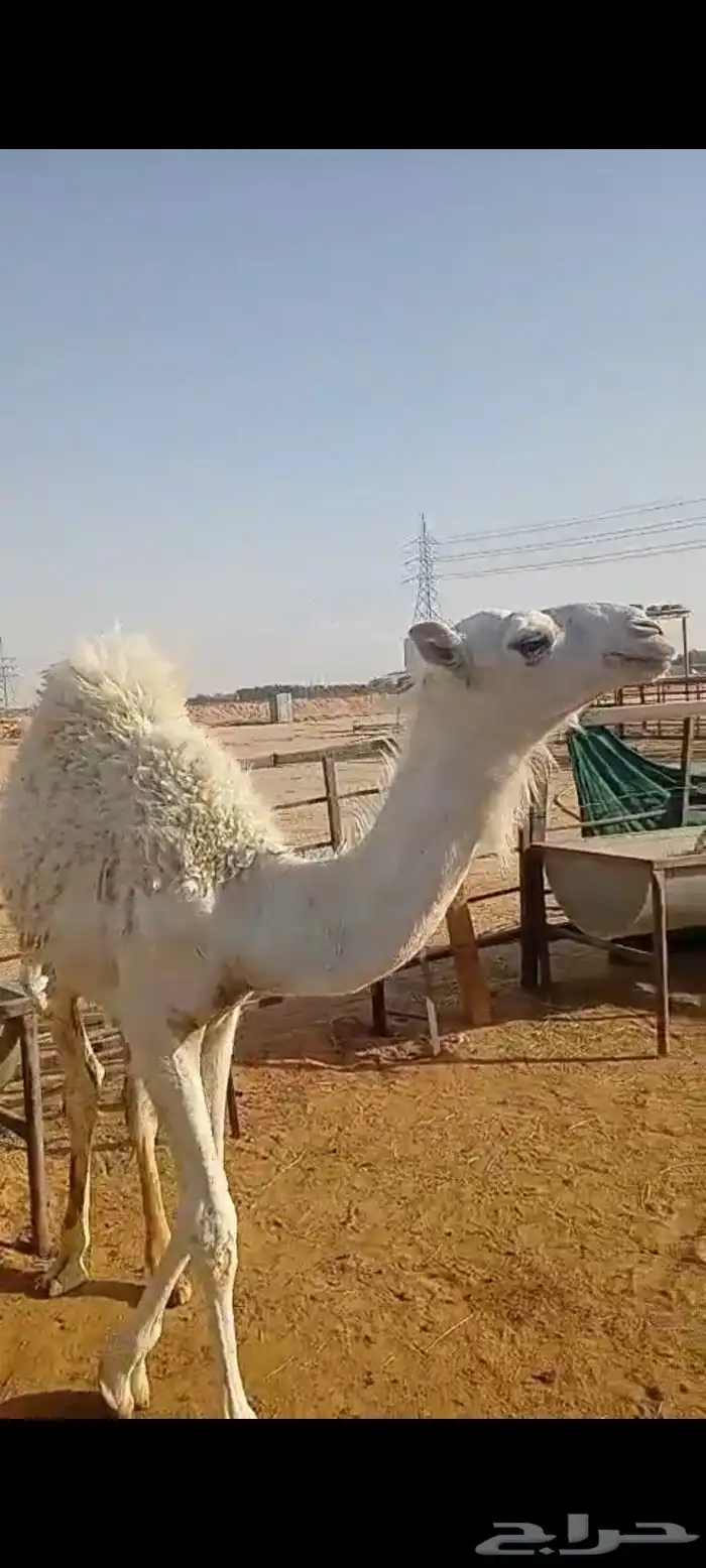 قعود طيب توه مسحوب من امه 0