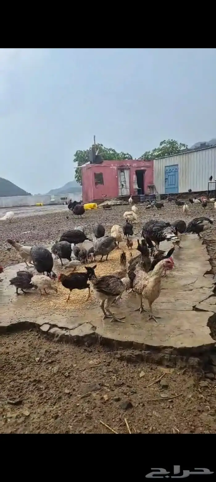 دجاج عربي اصيل 25