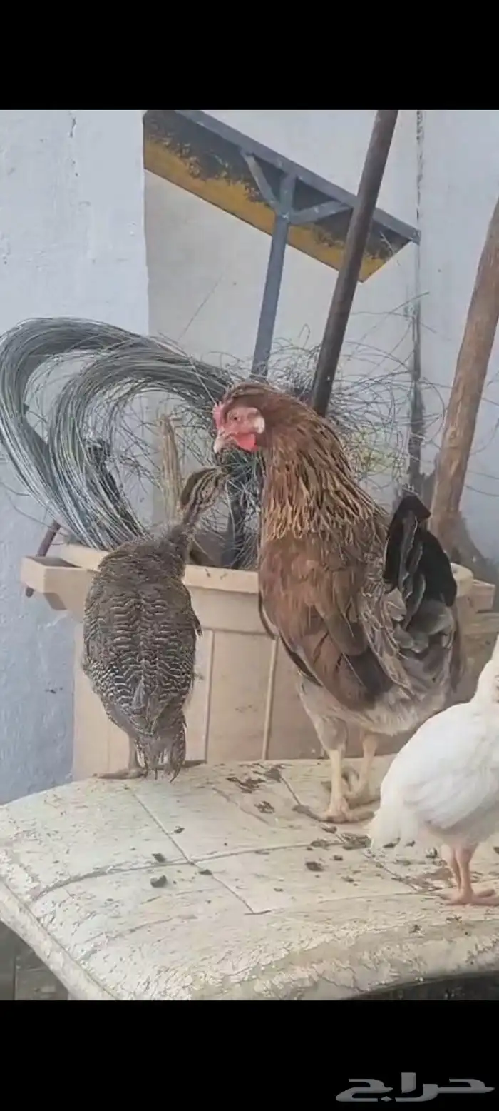 دجاج عربي اصيل 14