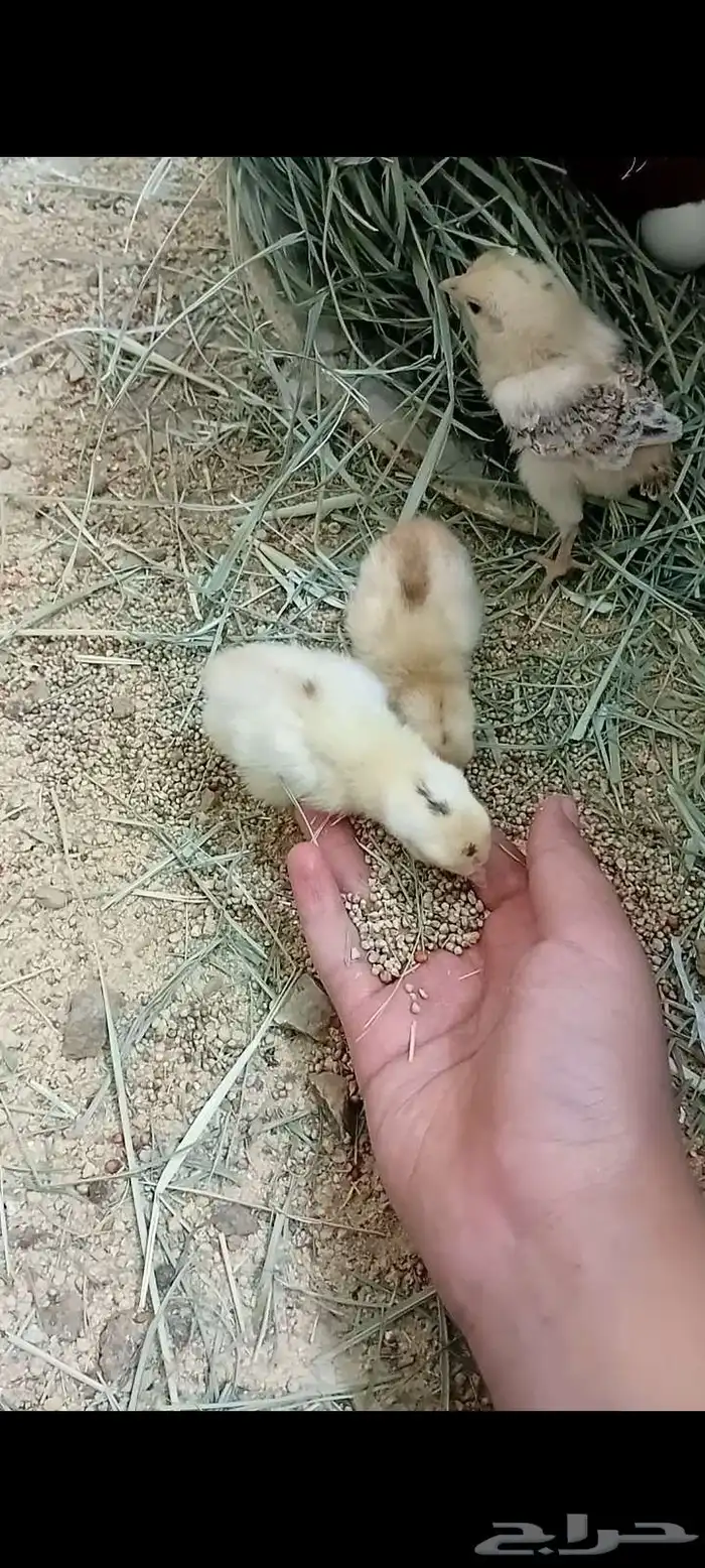 دجاج عربي اصيل 19