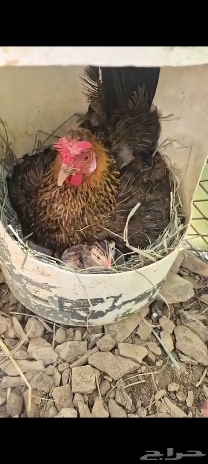 دجاج عربي اصيل 15