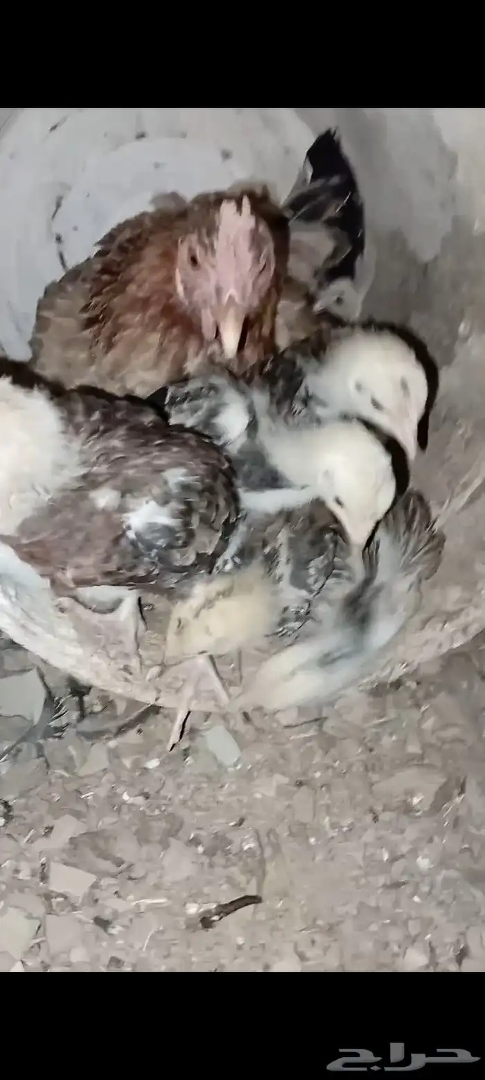 دجاج عربي اصيل 27