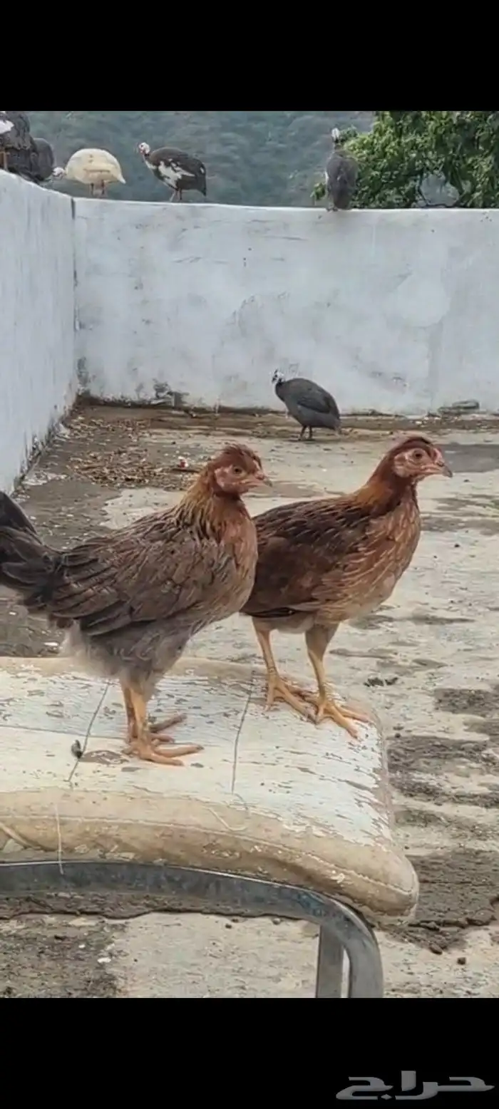 دجاج عربي اصيل 16