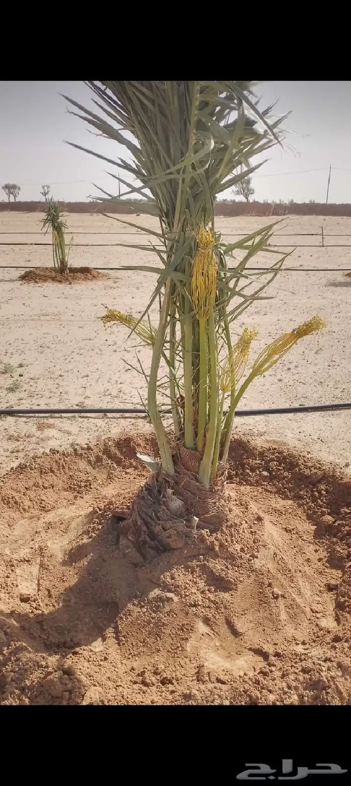 نخيل عربي مثمر ووشنطني زينه للبيع جميع المقاسات متوفرة لدينا 1