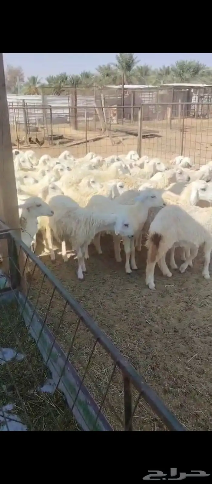 بهم. للبيع. مشروع مقاني. رخال 2