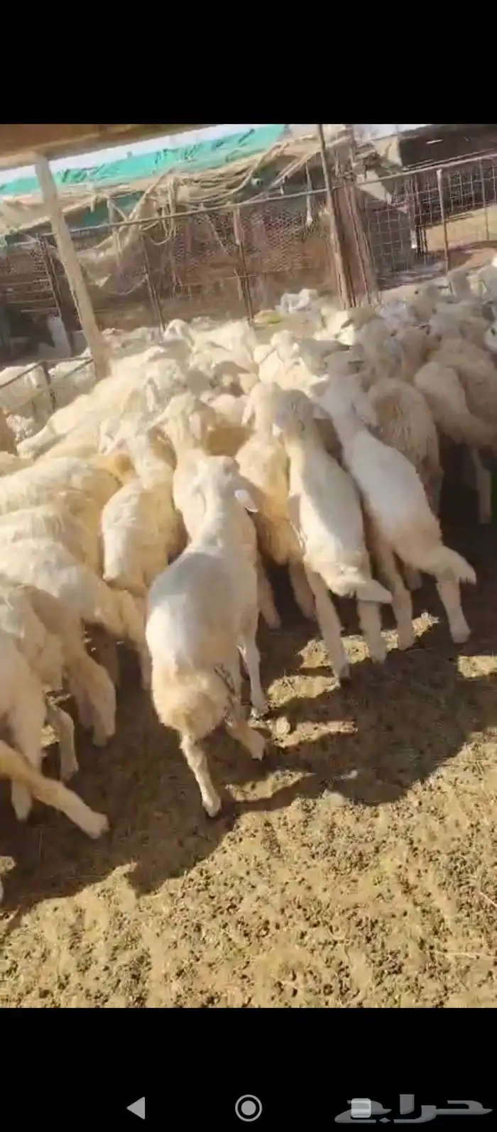 بهم. للبيع. مشروع مقاني. رخال 0