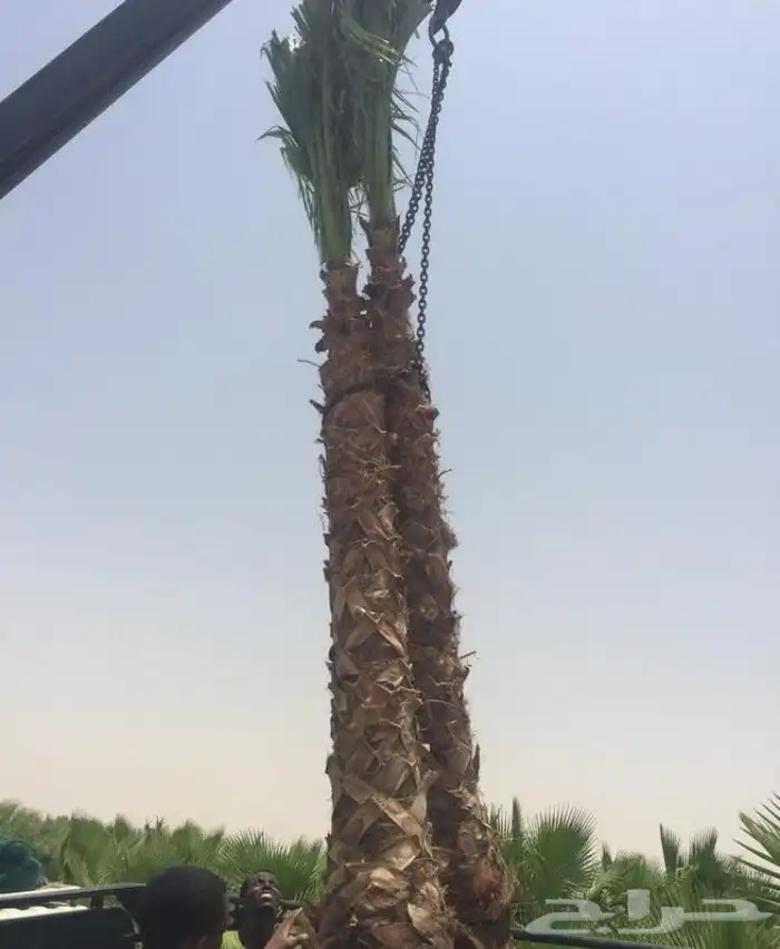 نخل مثمر للبيع سكري صقعي مجدول نخيل واشنطني عجوه خضري عنبر 9